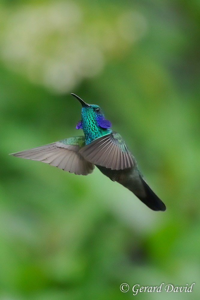 Natures du monde Agence Voyages Photos et voyages sur mesure » Costa